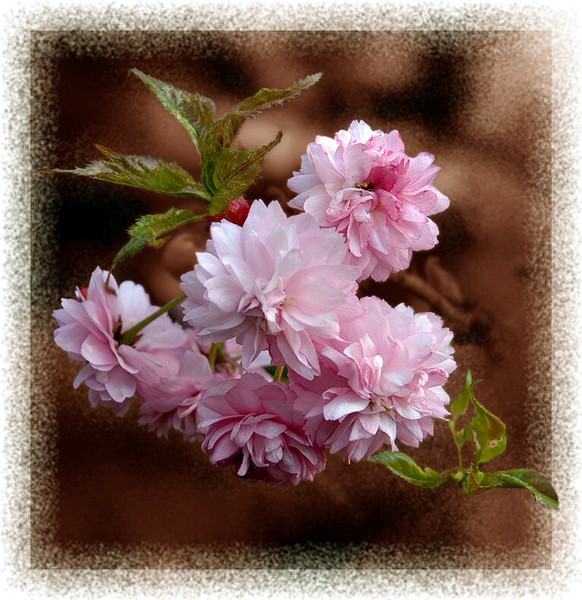 SPRING FLOWERING