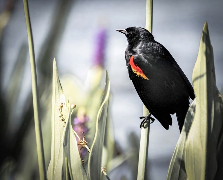 Elegant Red-Winged Blackbird