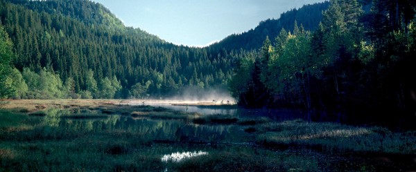 Morning fog over the pond in the forest