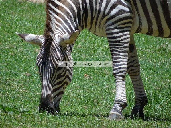 Zebra
