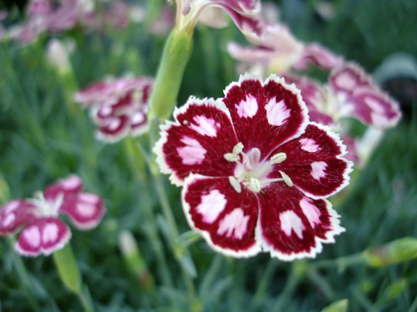Neet-o Flower