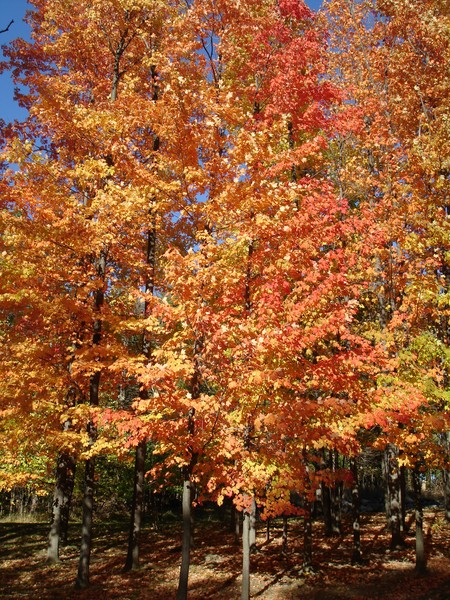 Cross Creek Parkway 