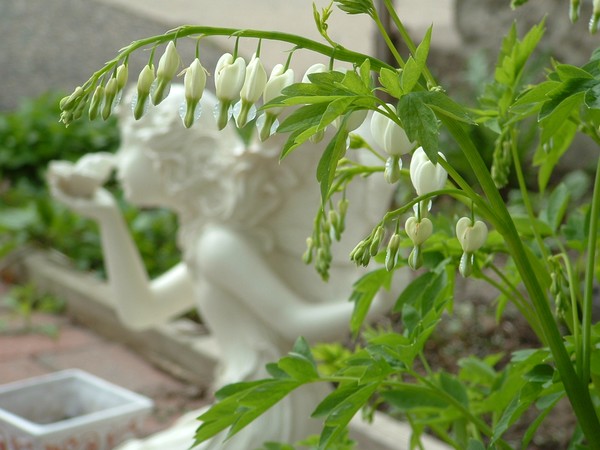 Bleeding Hearts