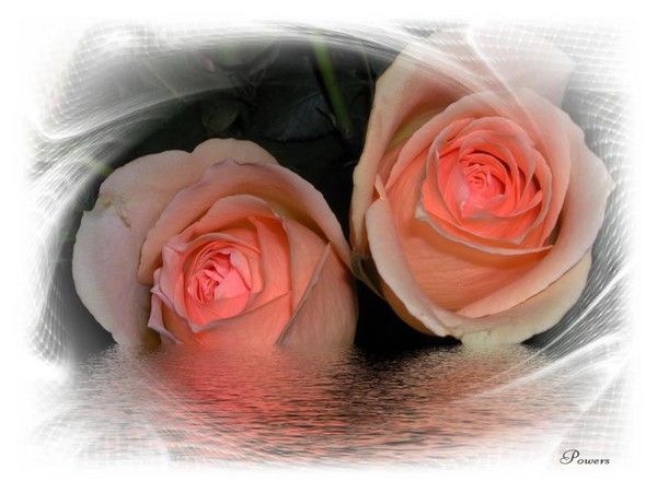 Misted Peach Roses