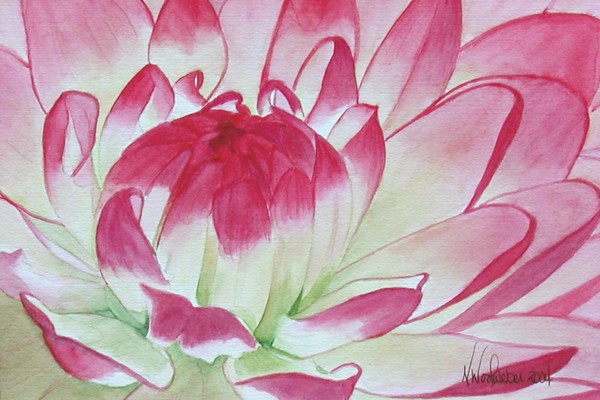 Dahlia Of Color