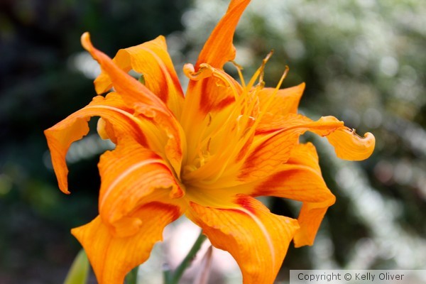 Wow Look at all my Petals! 