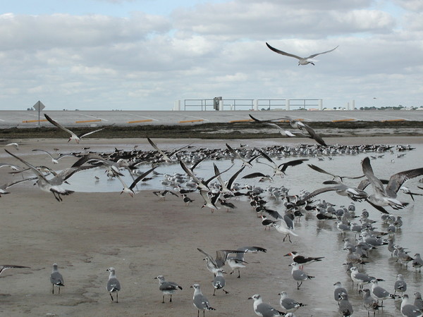 Florda Seaguls 1