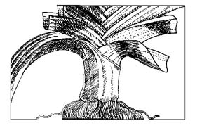 Leek