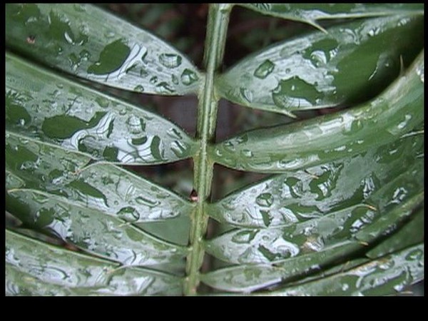 palm