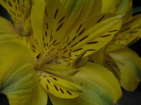 Lily