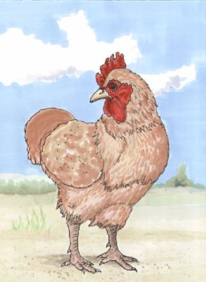 Little Red Chicken