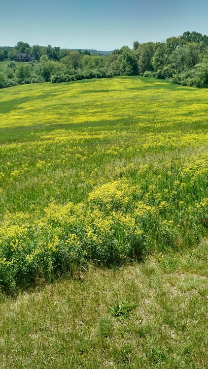 green field yellow flowers