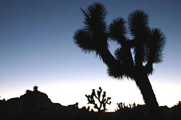 Fading Light, Joshua Tree National Park