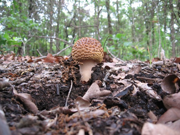 new mushroom