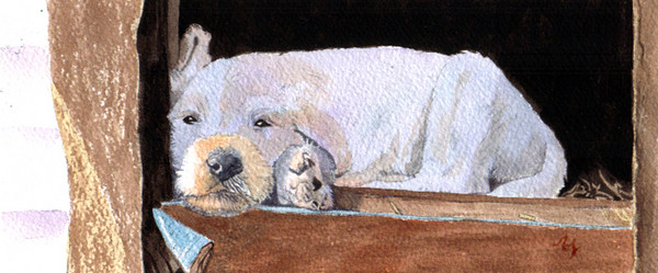 White Labradoodle pup