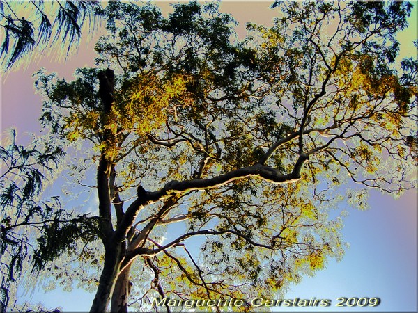 Overhead the Trees