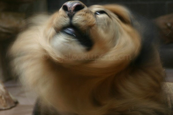 Mane Shake