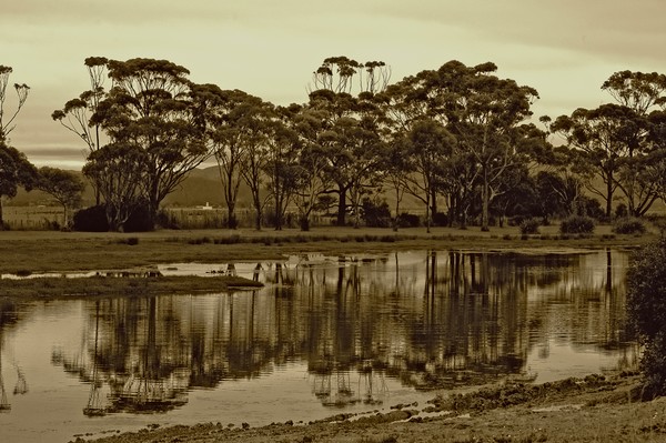 of trees and ponds