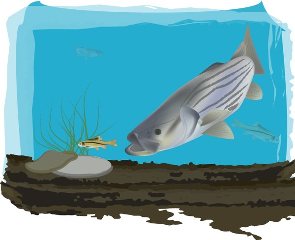 Striper