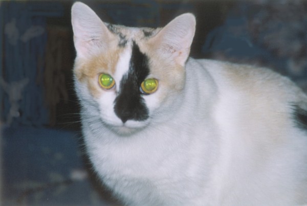 green eyed cat