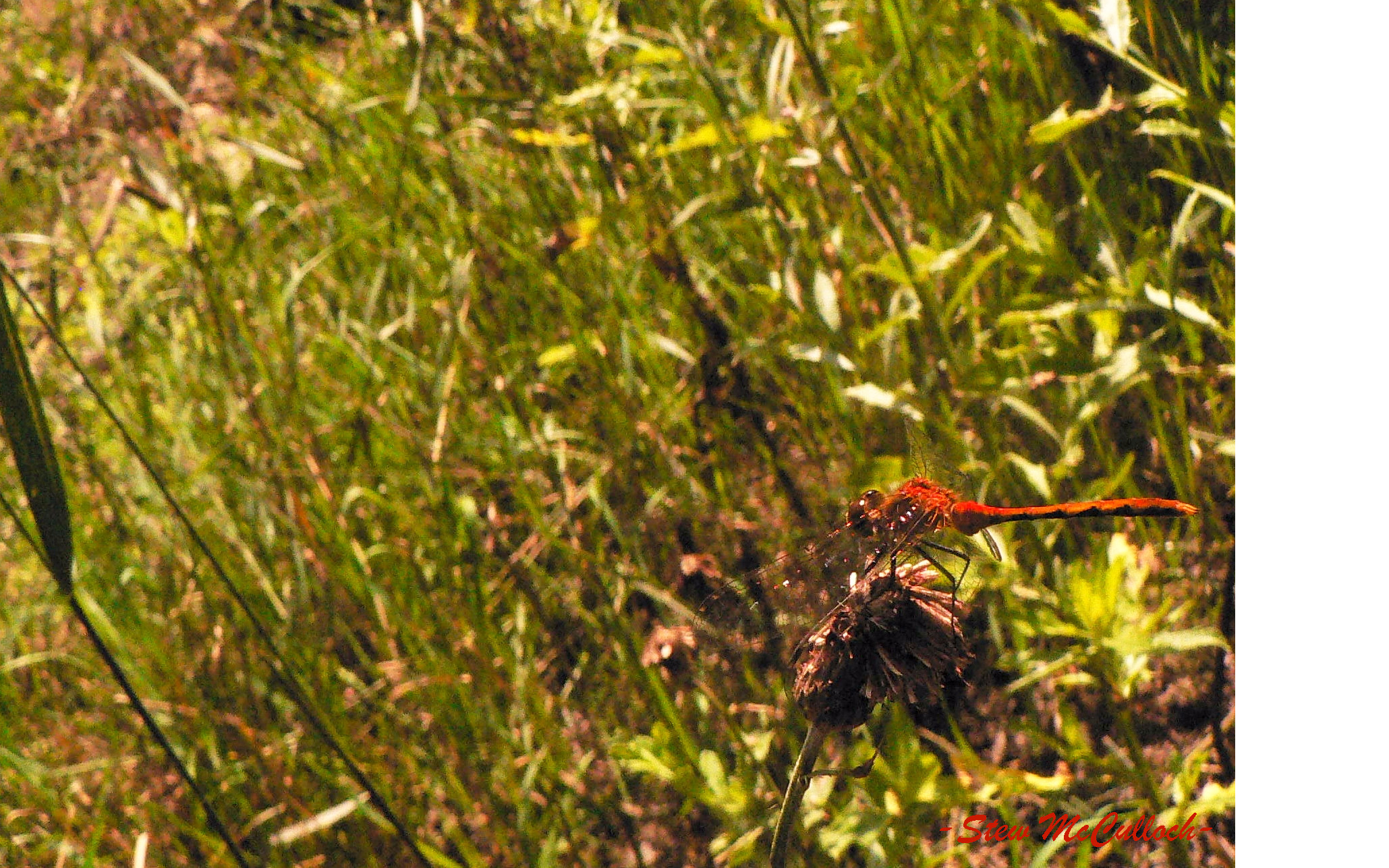 Dragonfly