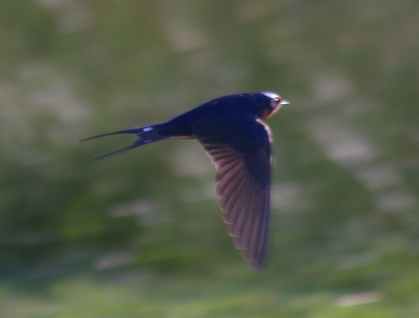Swallow on the Wing