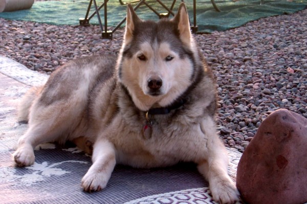 Mishka