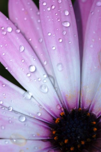 Daisy
