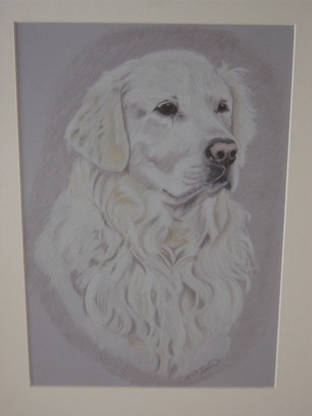 Golden Retriever Dog Portrait