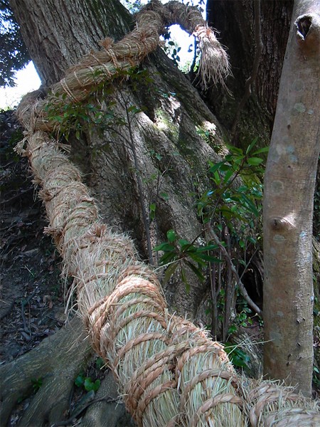 pulled huge rope