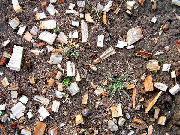 Desert Mosaic