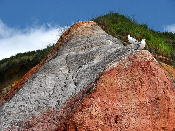 Seagulls