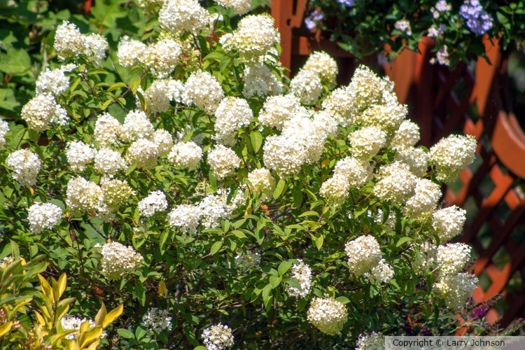 hydrangea