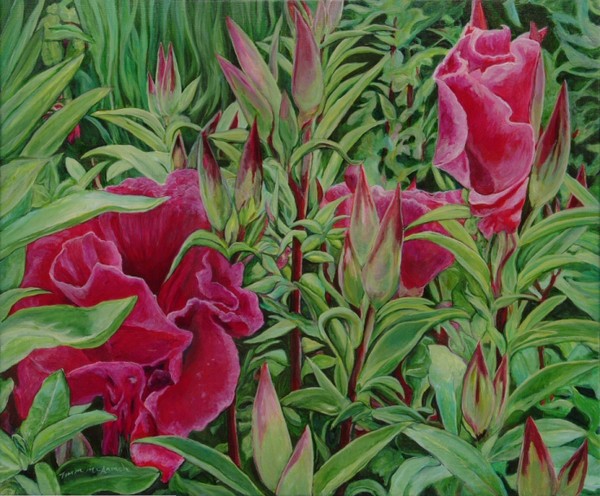 Godetia ( Satin Flower )