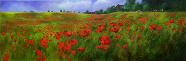 A poppy field
