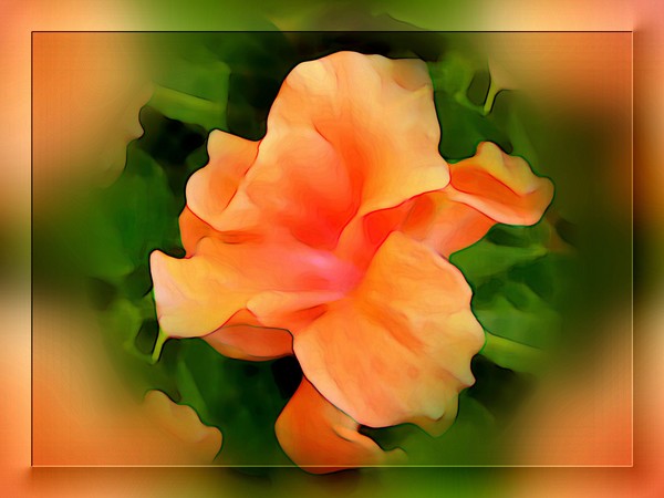 August Hibiscus (Five)