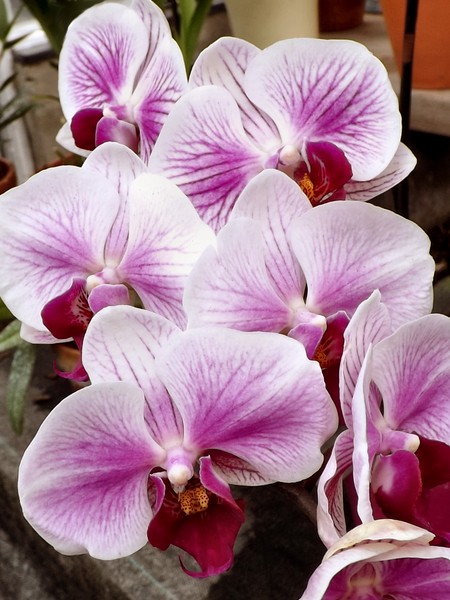 Lavender Toned Orchid (Eleven)