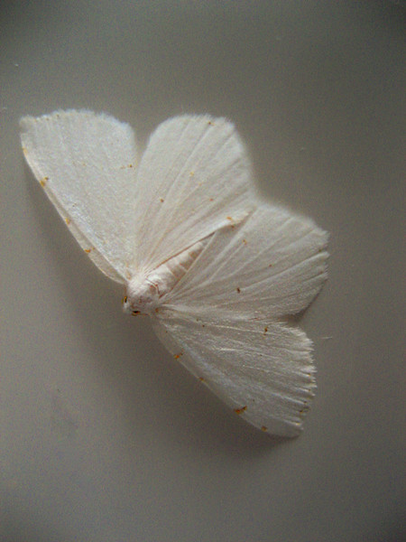 White on White