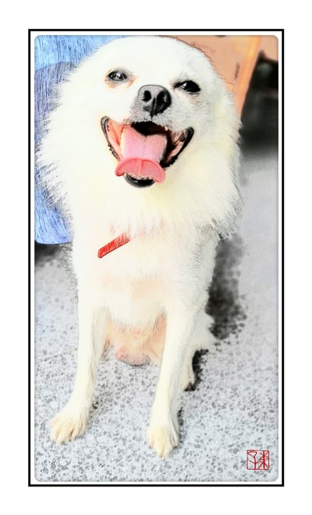 White Dog