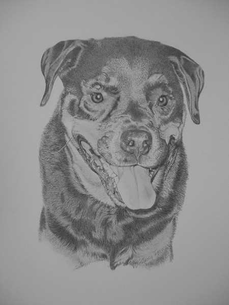 Allie the Rottie