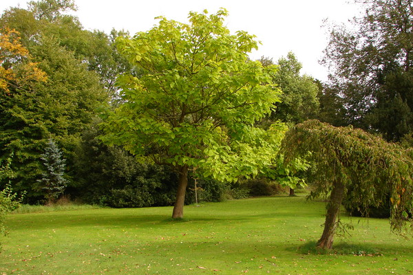 Brighyt Green Trees