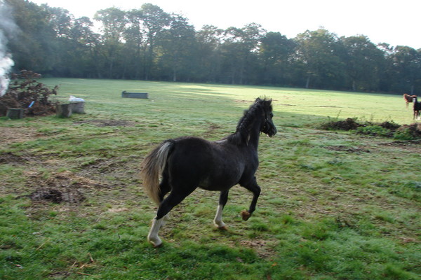 Welsh section A filly just got her