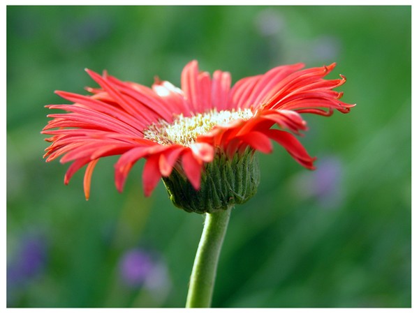 Pink Daisy