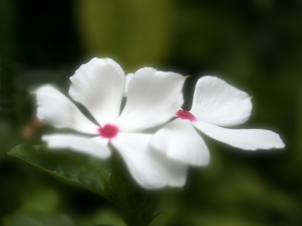 Little White Flowers