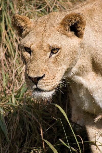 Kansas City Zoo Lion