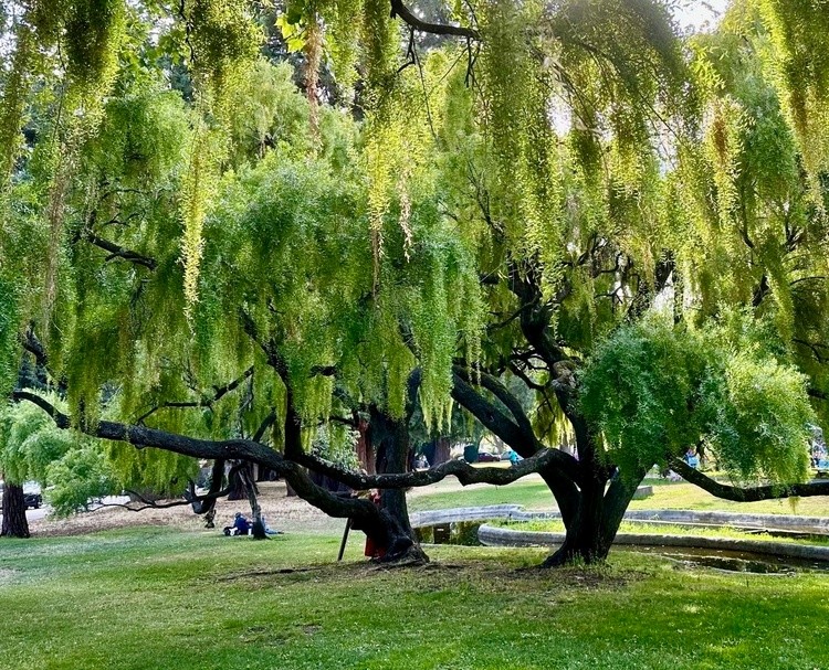 Julliard Park