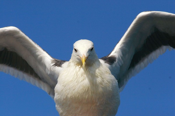 IM AN EAGLE LOLOLOLOL!
