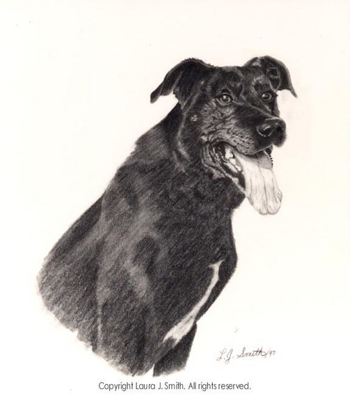 Black Dog