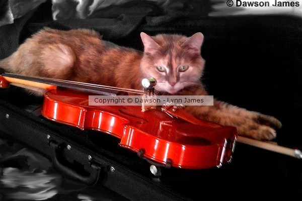 Hey diddle diddle.. the cat and the fiddle