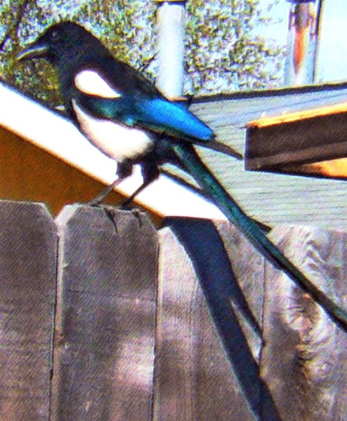 Black Billed Magpie II